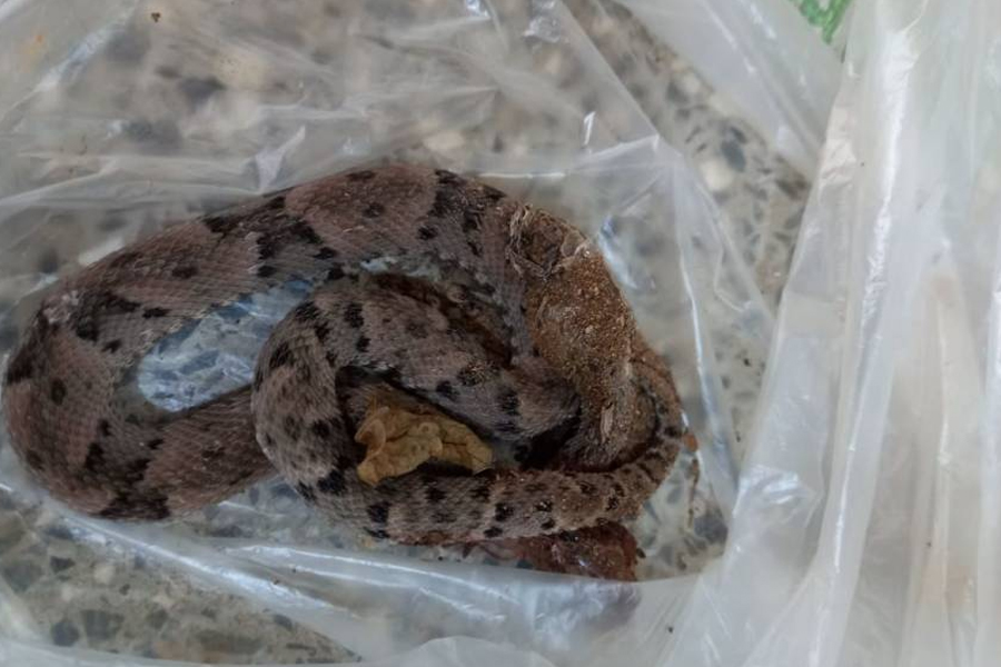Picado por jararaca na área rural de Vilhena, homem de 39 anos chega com a cobra morta para receber atendimento na UPA - News Rondônia