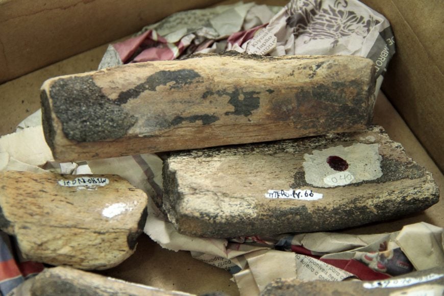 MUSEU DA MEMÓRIA CATALOGA E ACEITA DOAÇÕES DE FÓSSEIS DE ANIMAIS GIGANTES RECOLHIDOS DE GARIMPOS NO RIO MADEIRA - News Rondônia
