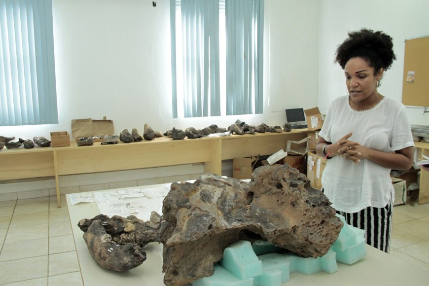 MUSEU DA MEMÓRIA CATALOGA E ACEITA DOAÇÕES DE FÓSSEIS DE ANIMAIS GIGANTES RECOLHIDOS DE GARIMPOS NO RIO MADEIRA - News Rondônia