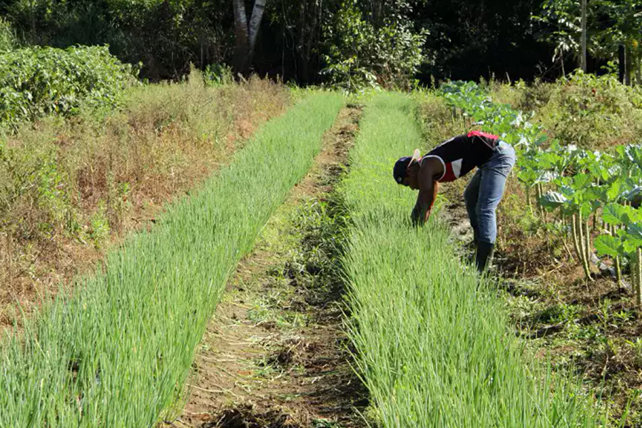 Em pedidos de solução à prefeitura, chacareiros do Jardim Santana nadam de braçadas - News Rondônia