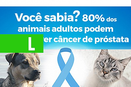 NOVEMBRO AZUL: SAIBA MAIS SOBRE PREVENÇÃO DO CÂNCER DE PRÓSTATA EM PETS - News Rondônia