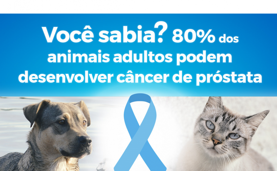 NOVEMBRO AZUL: SAIBA MAIS SOBRE PREVENÇÃO DO CÂNCER DE PRÓSTATA EM PETS - News Rondônia