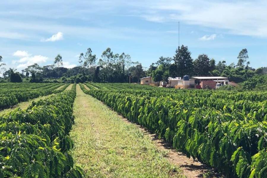 COFFEA Trips chega a Cacoal - News Rondônia