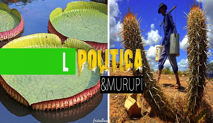 POLÍTICA & MURUPI: DOIS BIOMAS E DOIS TRATAMENTOS - News Rondônia