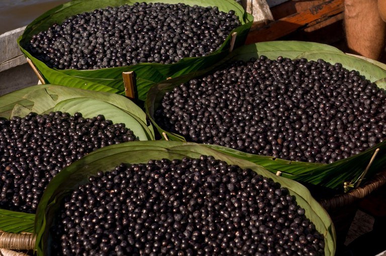 CONAB AUMENTA PGPAF DESTE MÊS PARA AÇAÍ, CASTANHA E MARACUJÁ - News Rondônia
