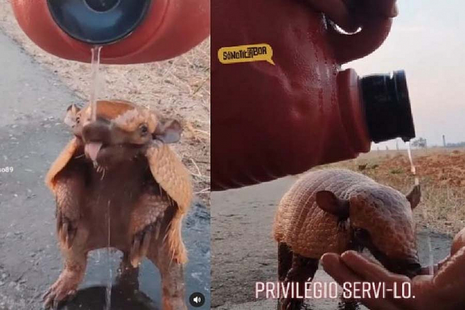 Rapaz dá água para tatu com sede na estrada e emociona redes - News Rondônia