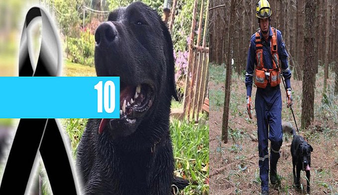 BOMBEIROS ENCONTRAM CORPO DO CACHORRO QUE AJUDOU EM BRUMADINHO E MORREU DURANTE RESGATE - News Rondônia