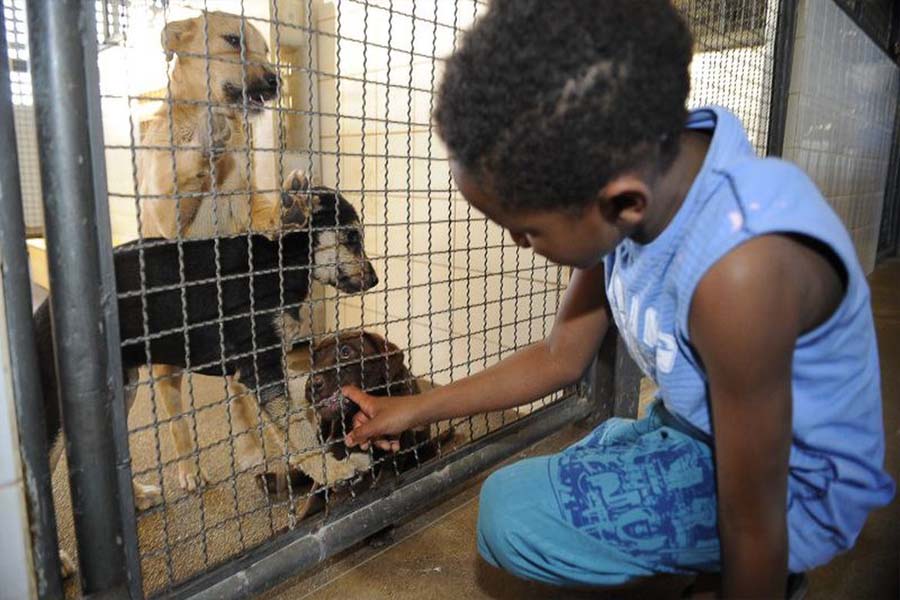 Publicada lei que proíbe sacrifício de animais pelas zoonoses - News Rondônia