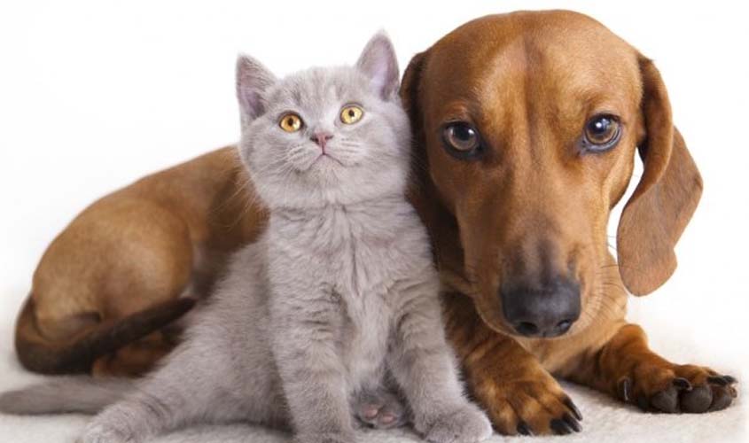 BEM-ESTAR ANIMAL - Lei aprovada pela Câmara Municipal foi sancionada pelo prefeito nesta terça - News Rondônia