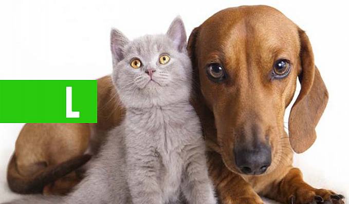 BEM-ESTAR ANIMAL - Lei aprovada pela Câmara Municipal foi sancionada pelo prefeito nesta terça - News Rondônia