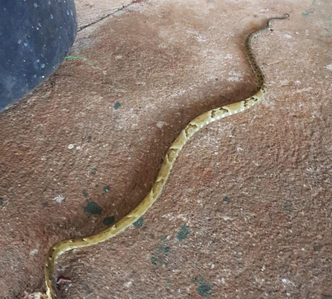 EMPRESÁRIO CAPTURA COBRA JARARACA DE 1,60 METROS E FAZ VÍDEO; CONFIRA - News Rondônia