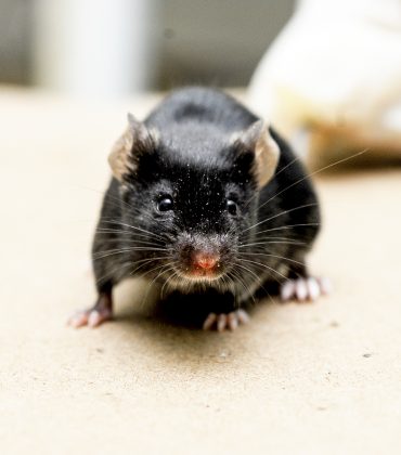 FIOCRUZ RO ORIENTA SOBRE RISCOS DE TRANSMISSÃO DA LEPTOSPIROSE EM RONDÔNIA - News Rondônia