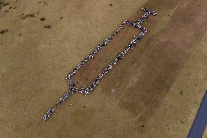 Seringa gigante formada por ovelhas pede vacinação contra Covid-19 - News Rondônia