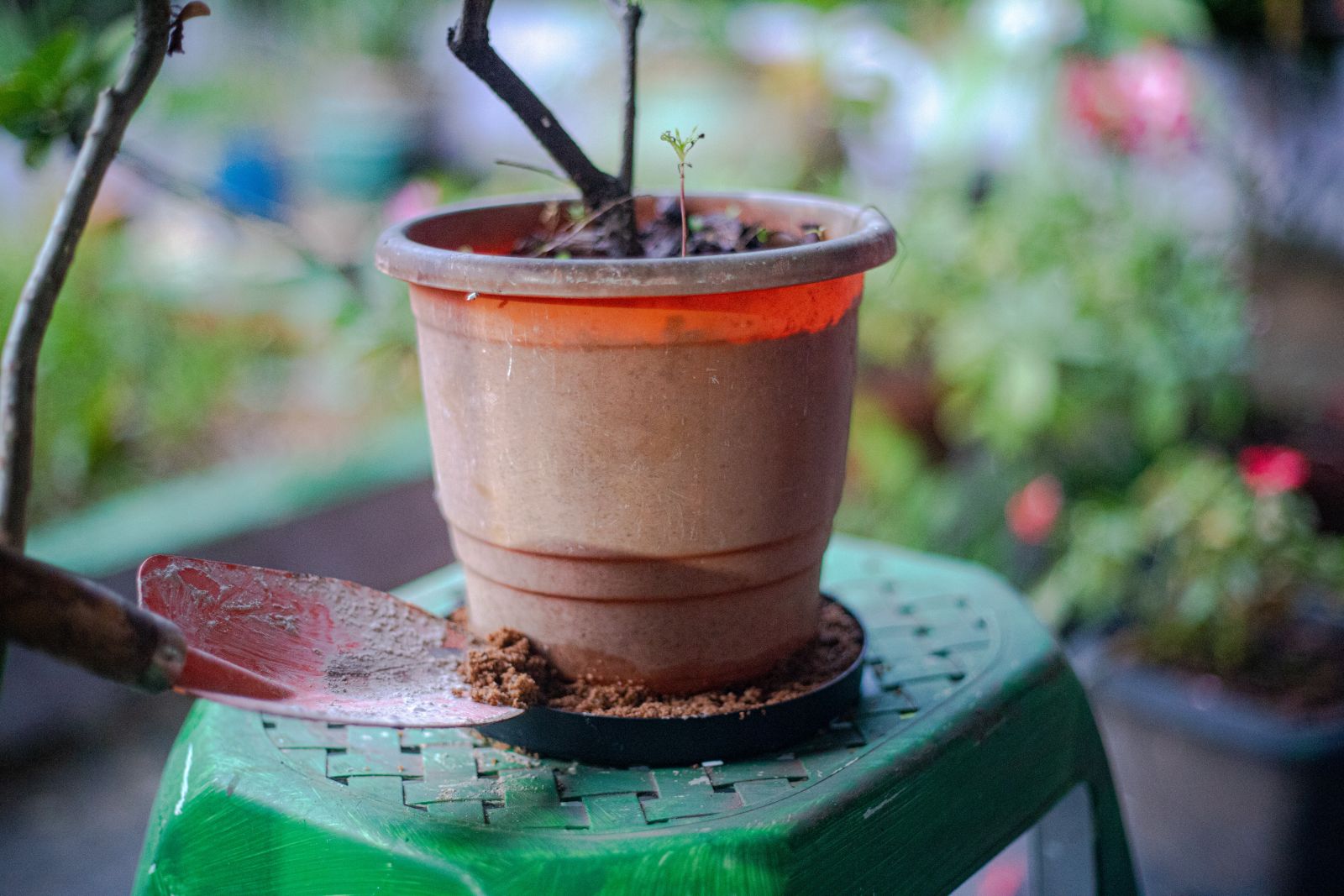Cuidados diários ajudam a combater o mosquito Aedes aegypti - News Rondônia