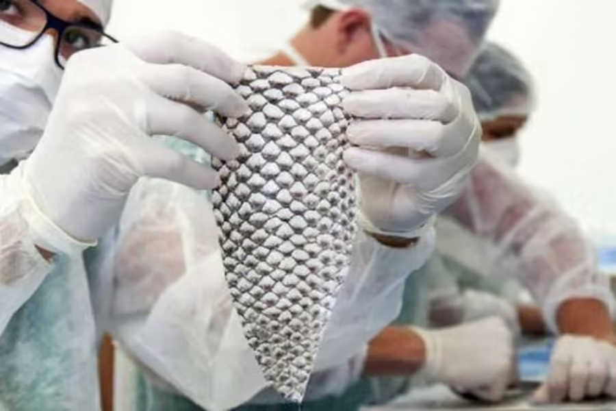 Pesquisas sobre uso medicinal da pele de tilápia ganham 3 prêmios - News Rondônia