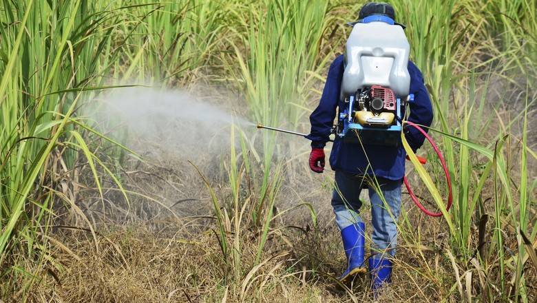 MORTANDADE DE PEIXES NO GUAPORÉ: RIO SÃO MIGUEL COM SUSPEITA DE USO DE AGROTÓXICO - News Rondônia