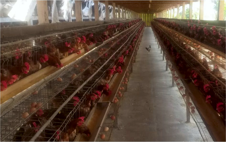AVICULTURA - Avicultor de Urupá é contemplado a fornecer ovos para kit emergencial de alimentos nas escolas estaduais - News Rondônia