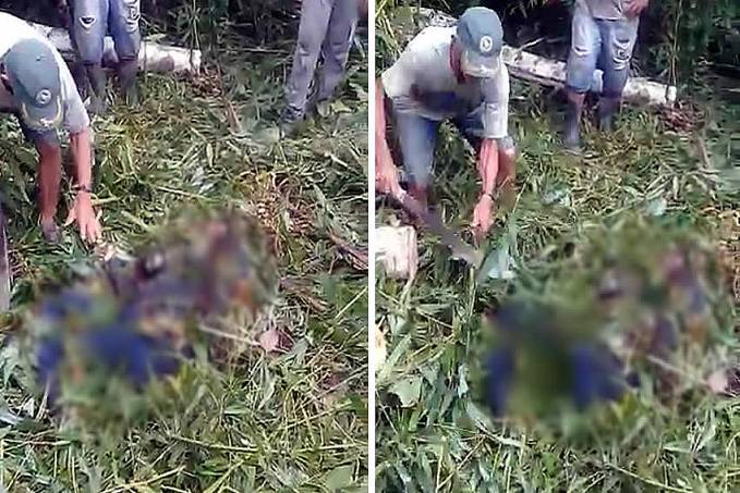 DERRUBADA - Homem morre esmagado por árvore na zona rural. - News Rondônia