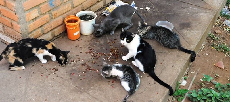 COM 'CASTRAÇÃO', MUNICÍPIO ESPERA REDUZIR A POPULAÇÃO DE CÃES E GATOS EM SITUAÇÃO DE VULNERABILIDADE - News Rondônia
