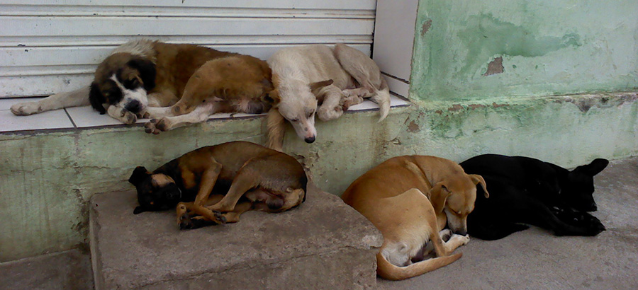 COM 'CASTRAÇÃO', MUNICÍPIO ESPERA REDUZIR A POPULAÇÃO DE CÃES E GATOS EM SITUAÇÃO DE VULNERABILIDADE - News Rondônia