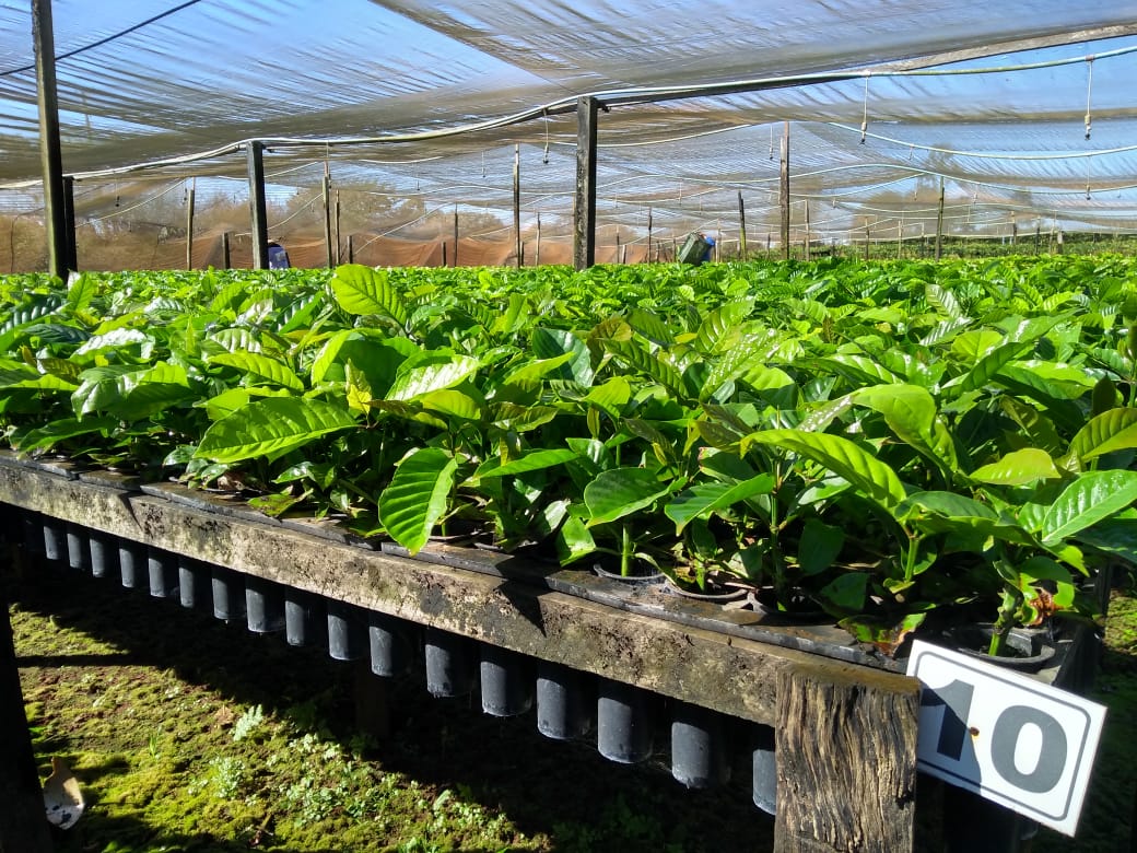 IDARON ALERTA SOBRE A IMPORTÂNCIA DO CAFEICULTOR ADQUIRIR MUDAS DE CAFÉ CERTIFICADAS E EVITAR AMEAÇAS À LAVOURA - News Rondônia