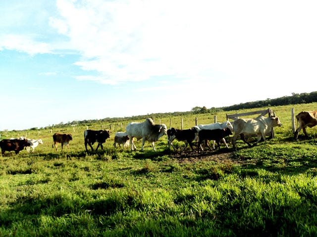 RONDÔNIA JÁ EMITE MAIS DE 200 GUIA DE TRANSPORTE ANIMAL ONLINE POR MÊS - News Rondônia