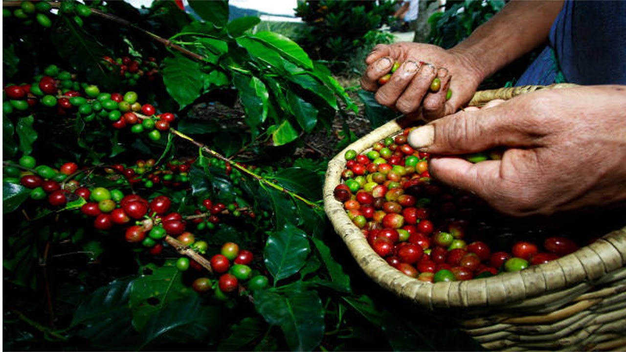 RONDÔNIA LANÇA CARTILHA COM ORIENTAÇÕES DA SAFRA DE CAFÉ 2020 - News Rondônia