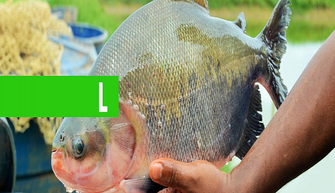 CAPACIDADE DE PRODUÇÃO DA PISCICULTURA EM RONDÔNIA CRESCEU 8,63%, SEGUNDO DADOS DA SEDAM - News Rondônia