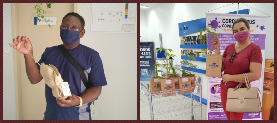 SUSTENTABILIDADE: No Dia da Árvore, Sebrae distribui mudas a clientes - News Rondônia