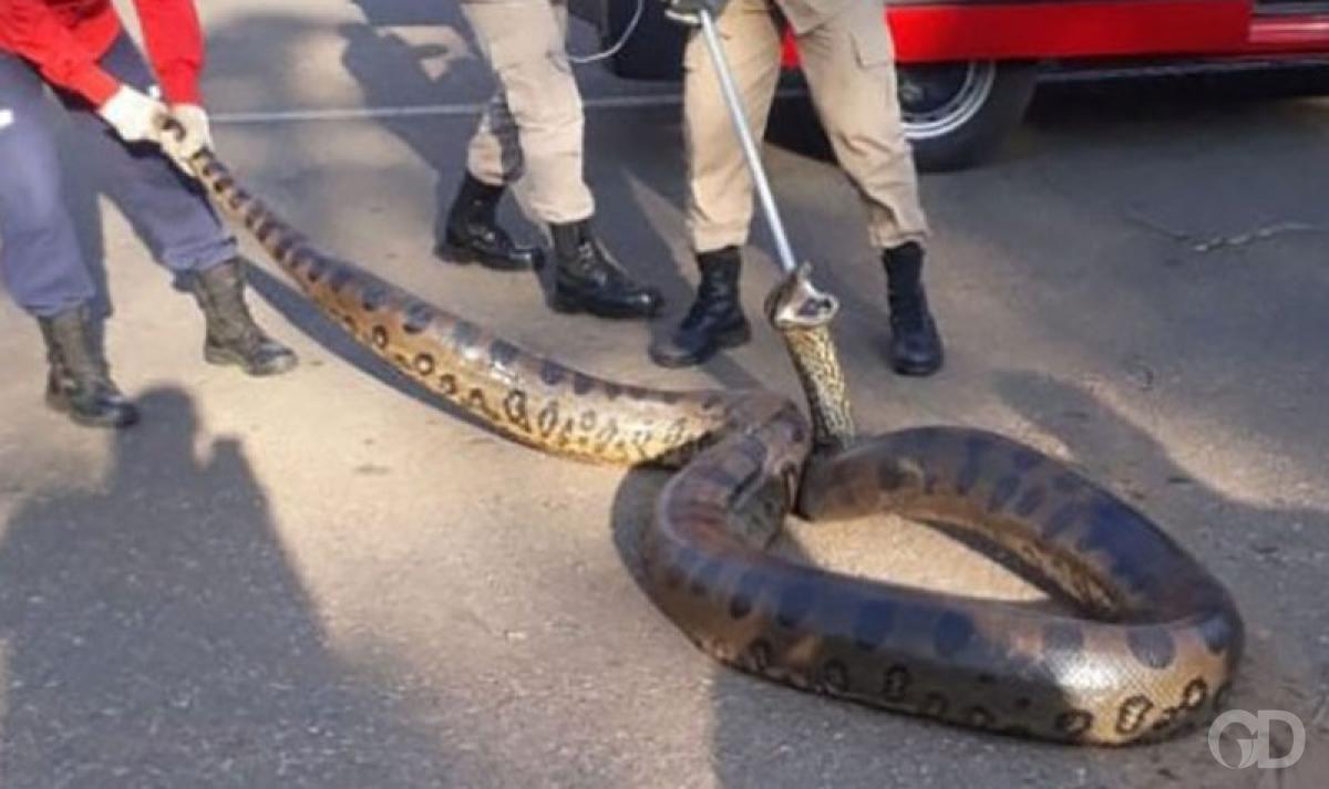 OLHA A COBRA - SUCURI DE 6 METROS É CAPTURADA PELOS BOMBEIROS - FOTO - News Rondônia