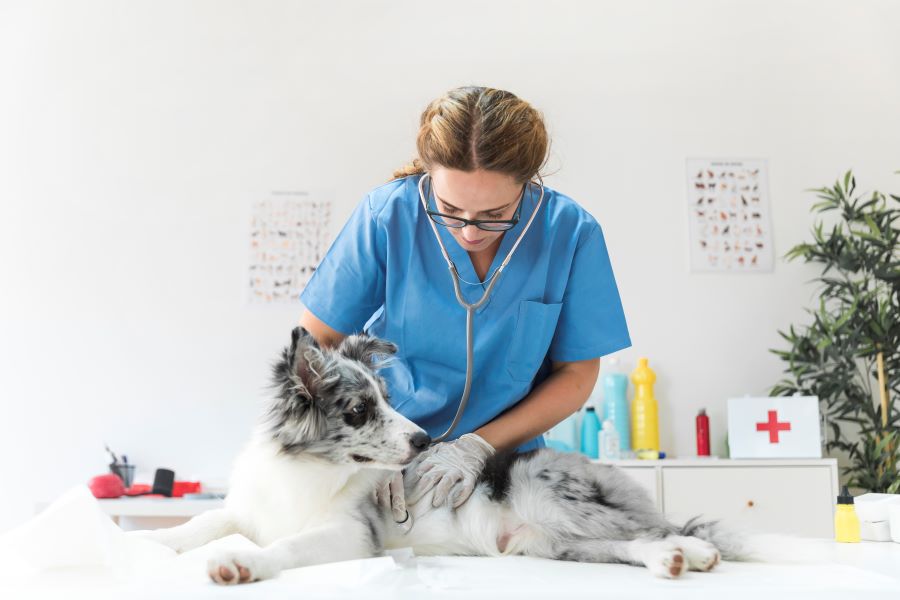 Dia do Médico Veterinário: campanha nacional valoriza profissional na Saúde Única - News Rondônia