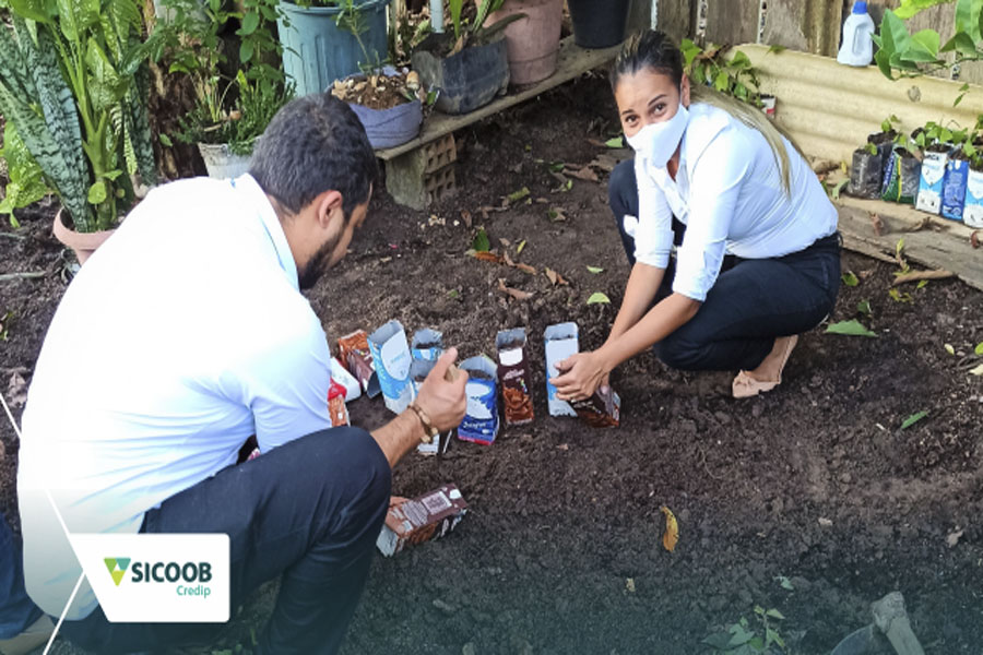 Colaboradores da Sicoob Credip cultivam mudas de ipês para serem doadas - News Rondônia