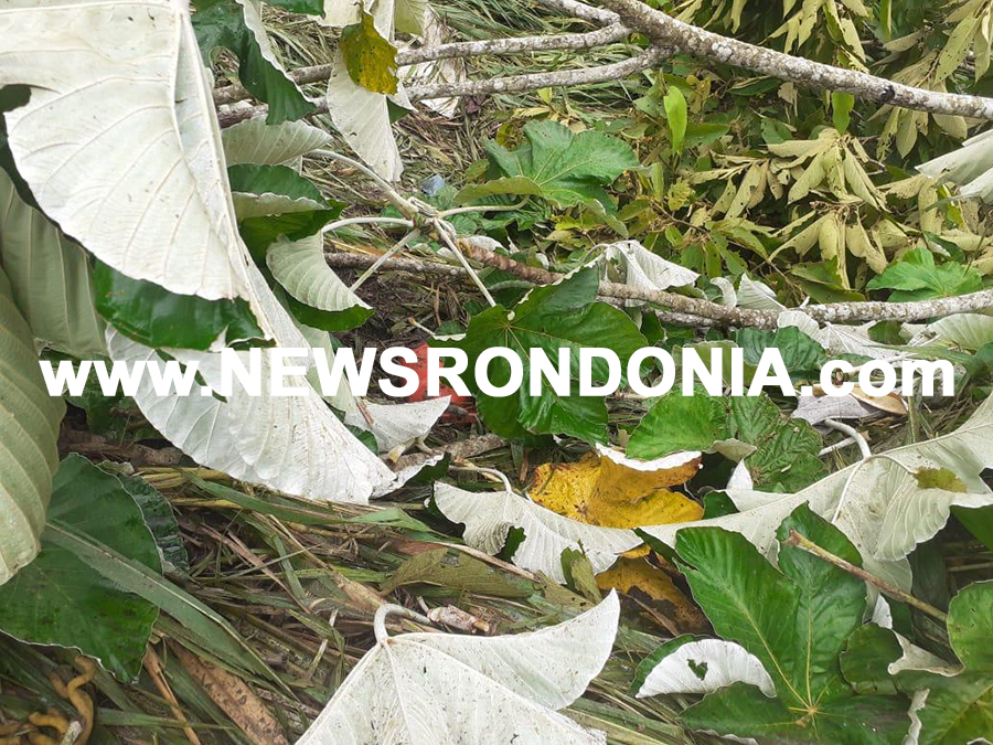 TRAGÉDIA: Motorista morre afogado após caminhão sair de pista e cair em açudes na BR 364 - FOTOS - News Rondônia