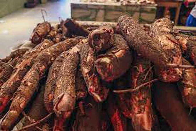 Conjuntura da Conab aponta que produtores de mandioca adiam vendas em busca de melhores preços - News Rondônia