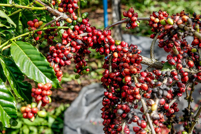 No Dia Nacional do Café, qualidade da espécie coffea canephora de Rondônia é destaque - News Rondônia