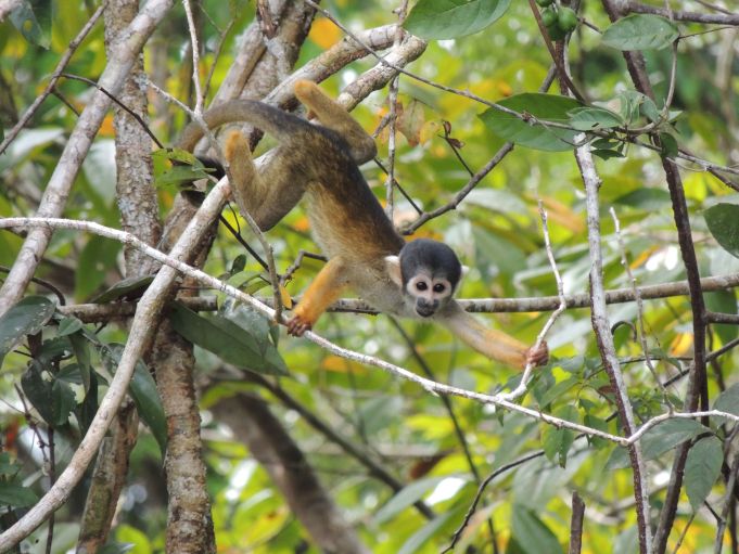 MACACO-DE-CHEIRO-DA-CABEÇA-PRETA É O PRIMATA COM MENOR DISTRIBUIÇÃO DAS AMÉRICAS - News Rondônia