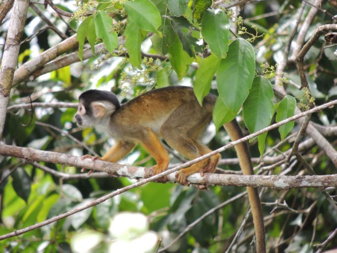MACACO-DE-CHEIRO-DA-CABEÇA-PRETA É O PRIMATA COM MENOR DISTRIBUIÇÃO DAS AMÉRICAS - News Rondônia