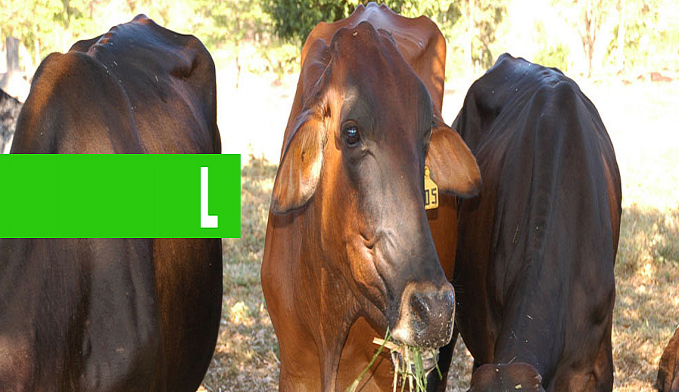 DIA DE CAMPO EM CEREJEIRAS DESTACA IMPORTÂNCIA DA SILAGEM E MELHORAMENTO GENÉTICO NA PECUÁRIA LEITEIRA - News Rondônia