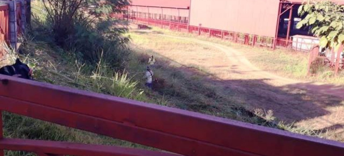 #LIMPEZA  DEPOIS DE INSISTENTE DENÚNCIA PREFEITURA ROÇA MATAGAL DA E.F.M.M - News Rondônia