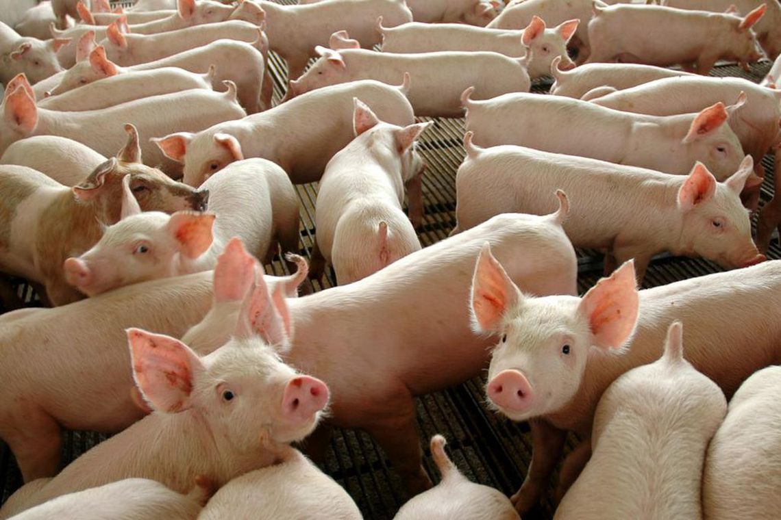 BRASIL PODE SUPRIR DEMANDA DE CARNE SUÍNA NA CHINA, DIZ ESPECIALISTA - News Rondônia