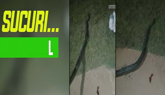 COBRA SUCURI APARECE NO CRISTAL DA CALAMA E MORADORES FICAM APAVORADOS - VEJA VÍDEO - News Rondônia