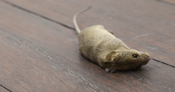 SAIBA O SIGNIFICADO DE SONHAR COM RATO MORTO - News Rondônia