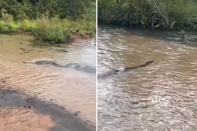 Casal sucuri acasalando em rio de MT assusta e impressiona turistas; veja vídeo - News Rondônia