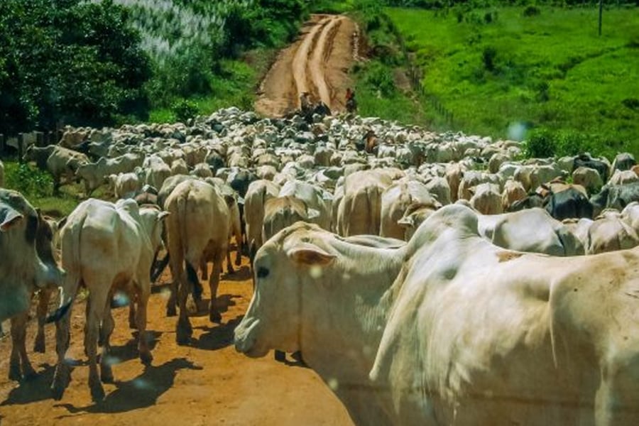 Idaron reforça sobre consulta pública para produção do Projeto de Lei que trata da defesa sanitária animal em Rondônia - News Rondônia