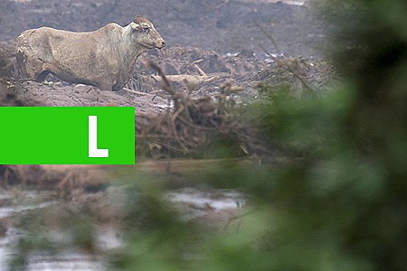 DEFESA CIVIL DE MG ACOMPANHA SITUAÇÃO DE ANIMAIS VÍTIMAS DE TRAGÉDIA - News Rondônia