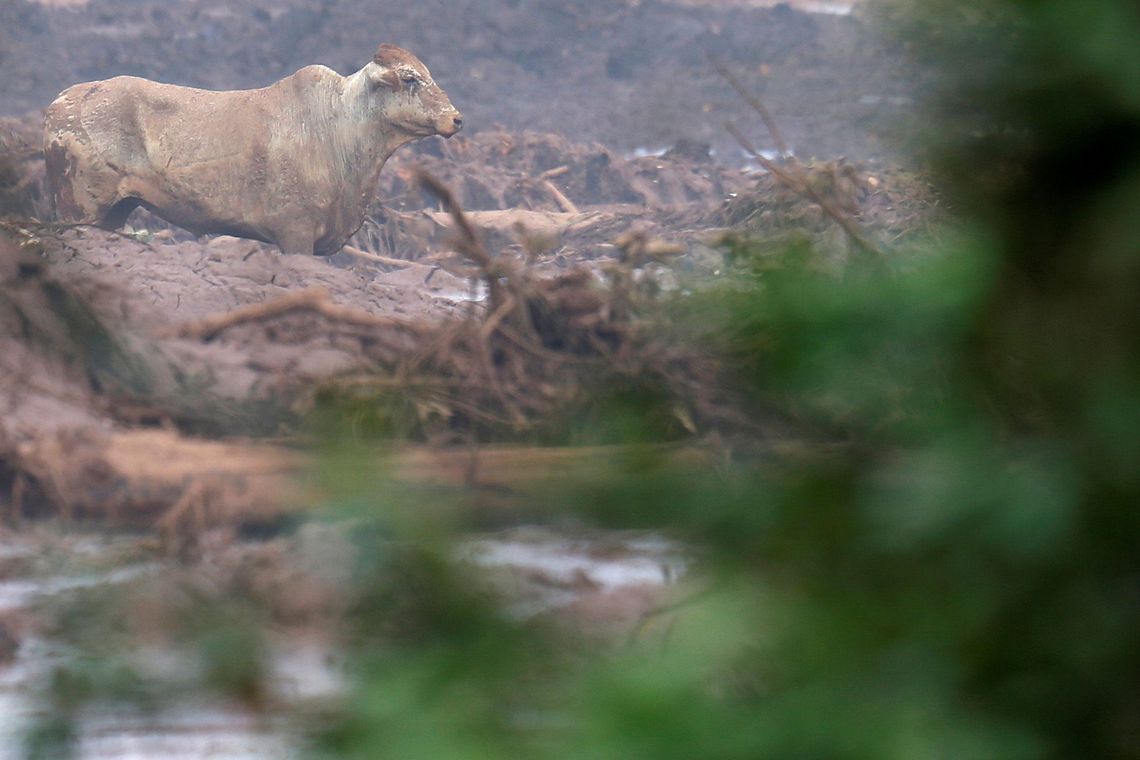 DEFESA CIVIL DE MG ACOMPANHA SITUAÇÃO DE ANIMAIS VÍTIMAS DE TRAGÉDIA - News Rondônia