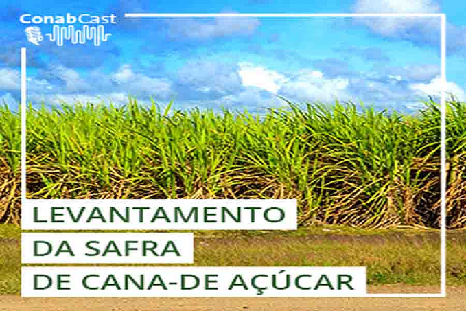 Boletim da Conab aponta nova redução na safra de cana-de-açúcar devido ao clima - News Rondônia