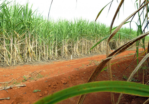 Conab aponta redução na safra de cana-de-açúcar para o ciclo 2021/22 - News Rondônia