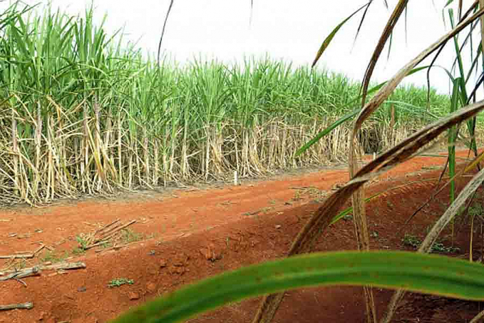 Conab aponta redução na safra de cana-de-açúcar para o ciclo 2021/22 - News Rondônia
