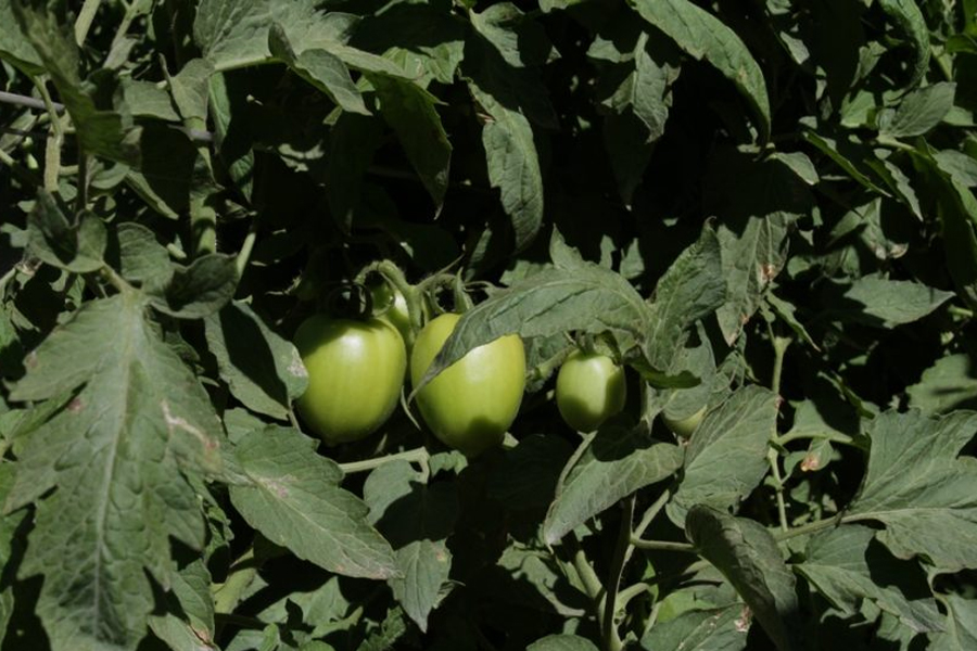 PRODUÇÃO - Rondônia avança na produção de tomate e colhe por ano cerca de 8 mil toneladas do produto - News Rondônia